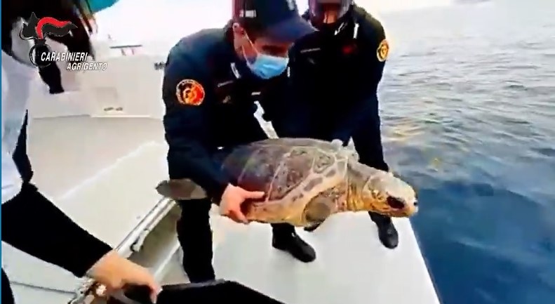 LAMPEDUSA – I Carabinieri riportano in mare la tartaruga marina “Fiamma”. [VIDEO]