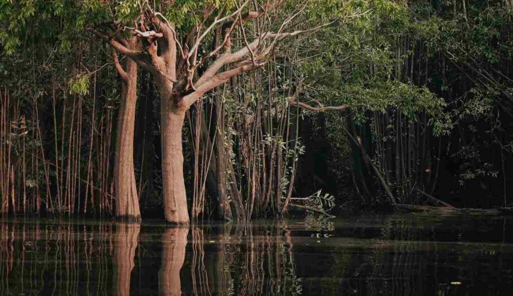 La chiamano l’AMAZZONIA DI SICILIA ed è una foresta spettacolare | Sembra il set di Indiana Jones del 2025