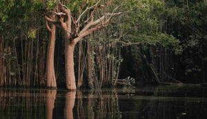 Amazzonia - foto pexels - trs98.it